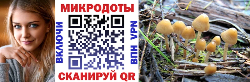 Псилоцибиновые грибы Psilocybine cubensis  Вилючинск 